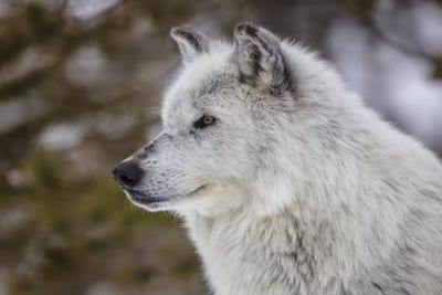 Captive gray wolf portrait at the Grizzly and Wolf Discovery Center in West Yellowstone, Montana by Chuck Haney framed canvas print