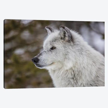Captive gray wolf portrait at the Grizzly and Wolf Discovery Center in West Yellowstone, Montana Canvas Print #UCK62} by Chuck Haney Canvas Wall Art