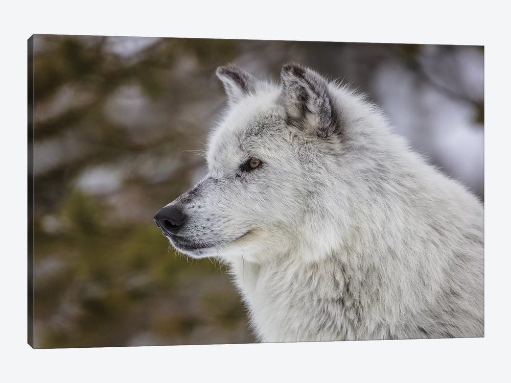 Captive gray wolf portrait at the Grizzly and Wolf Discovery Center in West Yellowstone, Montana by Chuck Haney 1-piece Canvas Wall Art