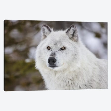 Captive gray wolf portrait at the Grizzly and Wolf Discovery Center in West Yellowstone, Montana Canvas Print #UCK63} by Chuck Haney Canvas Artwork