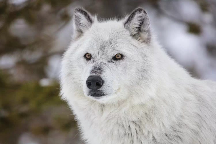 Captive gray wolf portrait at the Grizzly and Wolf Discovery Center in West Yellowstone, Montana