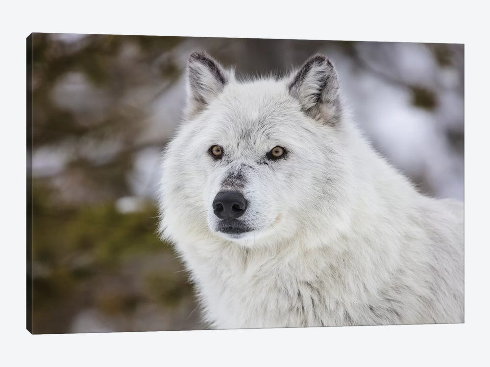 Captive gray wolf portrait at the Grizzly and Wolf Discovery Center in West Yellowstone, Montana by Chuck Haney 1-piece Art Print