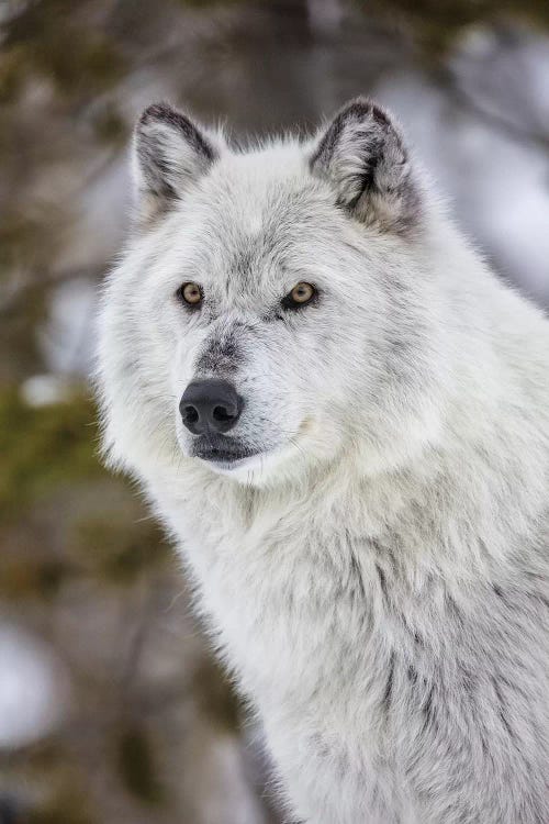 Captive gray wolf portrait at the Grizzly and Wolf Discovery Center in West Yellowstone, Montana