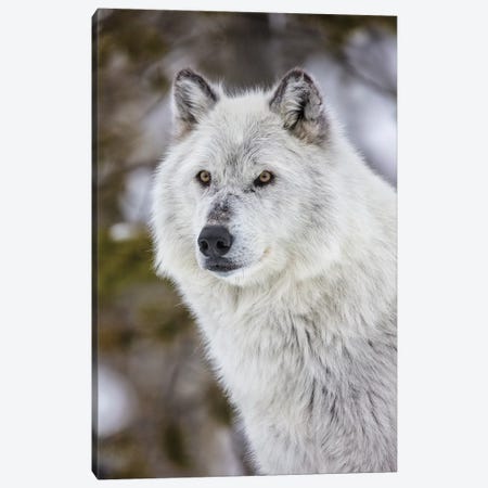 Captive gray wolf portrait at the Grizzly and Wolf Discovery Center in West Yellowstone, Montana Canvas Print #UCK64} by Chuck Haney Art Print