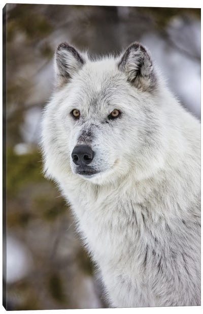 Captive gray wolf portrait at the Grizzly and Wolf Discovery Center in West Yellowstone, Montana Canvas Art Print - Chuck Haney