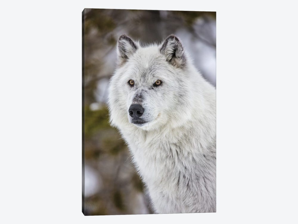 Captive gray wolf portrait at the Grizzly and Wolf Discovery Center in West Yellowstone, Montana by Chuck Haney 1-piece Canvas Art