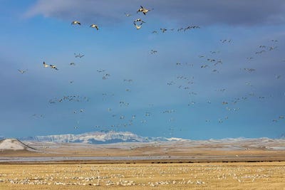 Snow geese feeding in barley field stubble near Freezeout Lake Wildlife Management Area, Montana by Chuck Haney framed canvas print