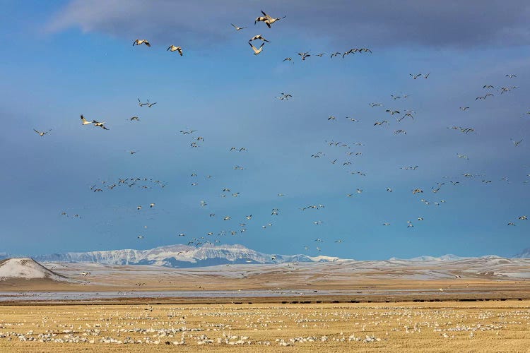 Snow geese feeding in barley field stubble near Freezeout Lake Wildlife Management Area, Montana