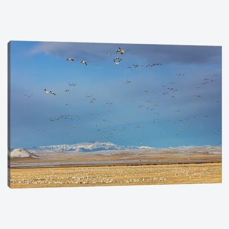 Snow geese feeding in barley field stubble near Freezeout Lake Wildlife Management Area, Montana Canvas Print #UCK73} by Chuck Haney Art Print