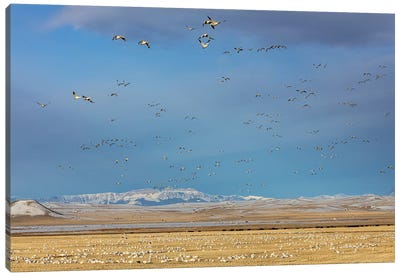 Snow geese feeding in barley field stubble near Freezeout Lake Wildlife Management Area, Montana Canvas Art Print - Chuck Haney