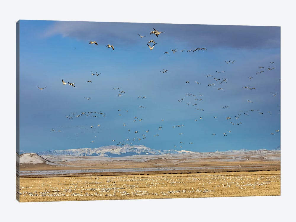Snow geese feeding in barley field stubble near Freezeout Lake Wildlife Management Area, Montana by Chuck Haney 1-piece Canvas Art