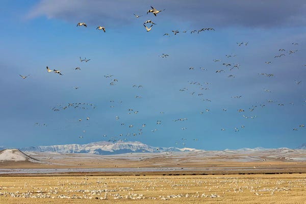 Snow geese feeding in barley field stubble near Freezeout Lake Wildlife Management Area, Montana