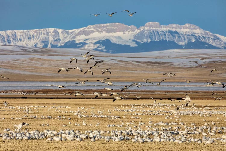 Snow geese feeding in barley field stubble near Freezeout Lake Wildlife Management Area, Montana