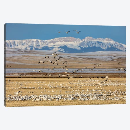 Snow geese feeding in barley field stubble near Freezeout Lake Wildlife Management Area, Montana Canvas Print #UCK74} by Chuck Haney Canvas Artwork