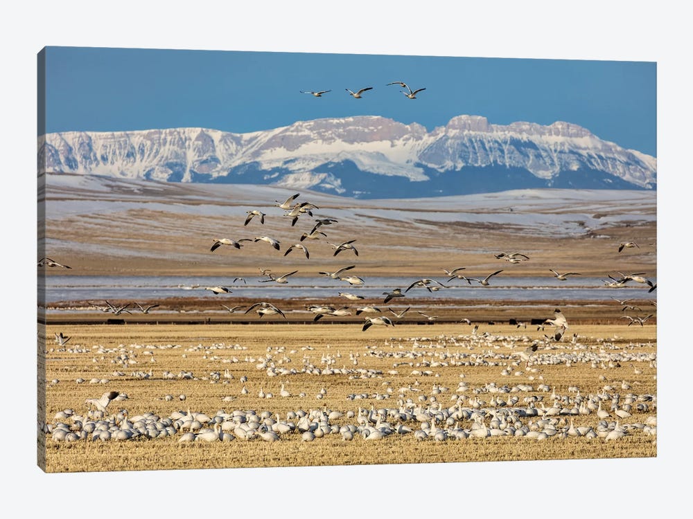 Snow geese feeding in barley field stubble near Freezeout Lake Wildlife Management Area, Montana by Chuck Haney 1-piece Canvas Art Print