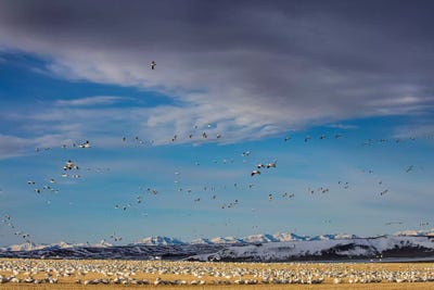 Snow geese feeding in barley field stubble near Freezeout Lake Wildlife Management Area, Montana by Chuck Haney framed canvas print