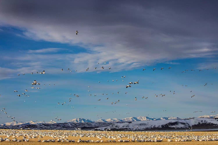 Snow geese feeding in barley field stubble near Freezeout Lake Wildlife Management Area, Montana