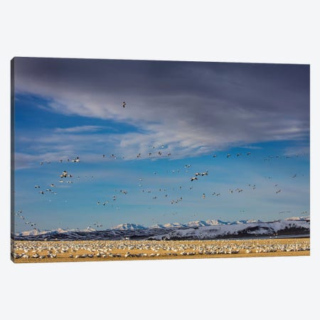 Snow geese feeding in barley field stubble near Freezeout Lake Wildlife Management Area, Montana Canvas Print #UCK75} by Chuck Haney Canvas Wall Art