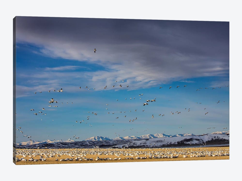 Snow geese feeding in barley field stubble near Freezeout Lake Wildlife Management Area, Montana by Chuck Haney 1-piece Canvas Artwork