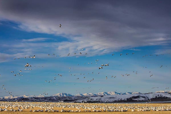 Snow geese feeding in barley field stubble near Freezeout Lake Wildlife Management Area, Montana