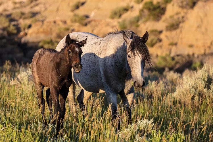 Wild horses in Theodore Roosevelt National Park, North Dakota, USA