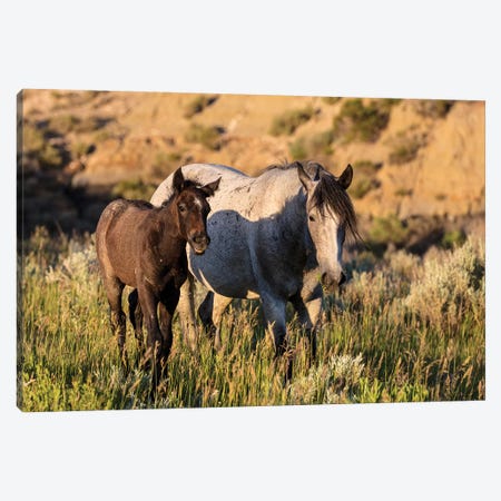 Wild horses in Theodore Roosevelt National Park, North Dakota, USA Canvas Print #UCK97} by Chuck Haney Canvas Wall Art