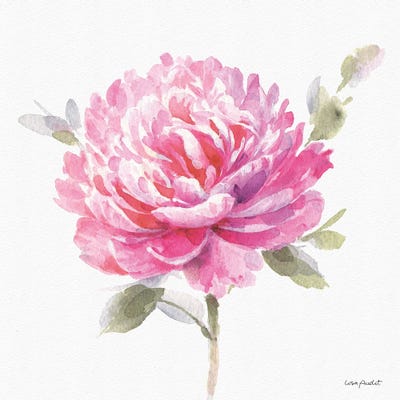 Obviously Pink IIIA by Lisa Audit framed canvas print