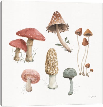 Mushroom Medley III Canvas Art Print - Mushroom Art