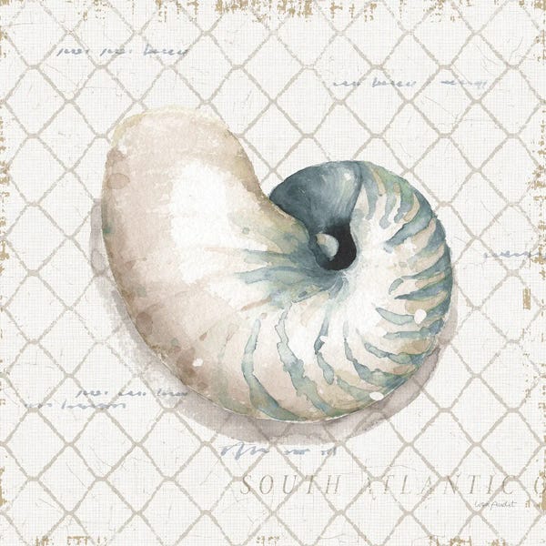 Sea Shells: Ocean View IV by Lisa Audit