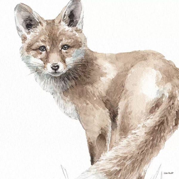 Foxes: Forest Friends V by Lisa Audit