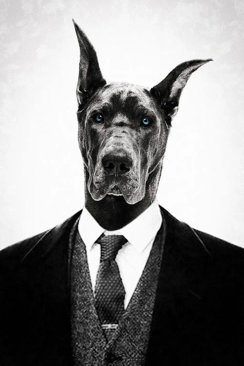 Black Dog