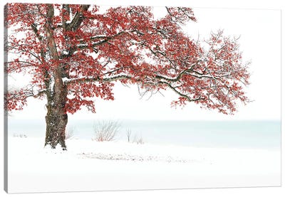 Winterdream Canvas Art Print - 1x Floral and Botanicals