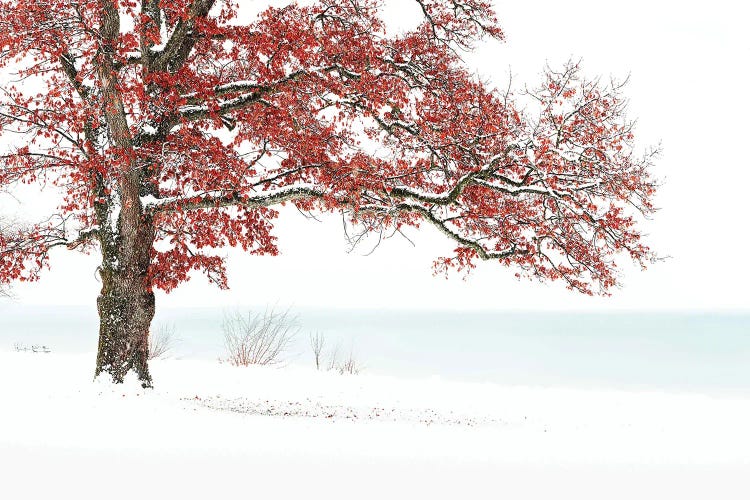 Winterdream