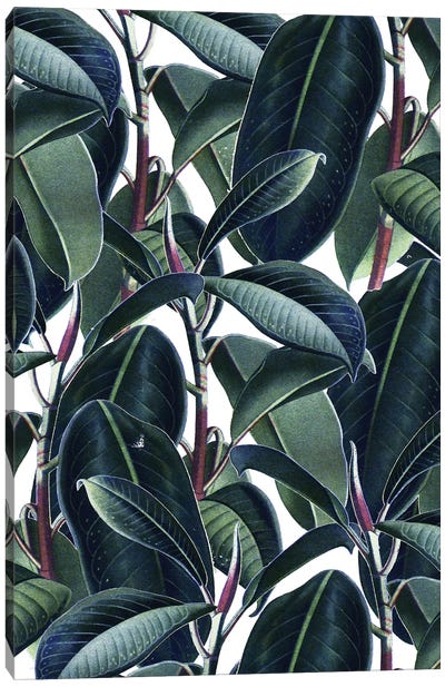 Rubber & Glue Canvas Art Print - Tropical Leaf Art