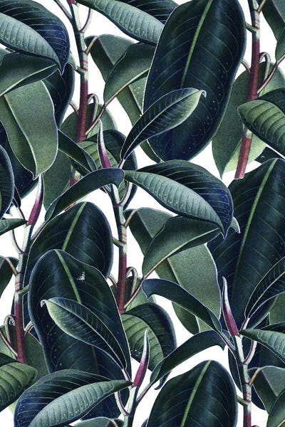 Floral & Botanical Patterns: Rubber & Glue by 83 Oranges