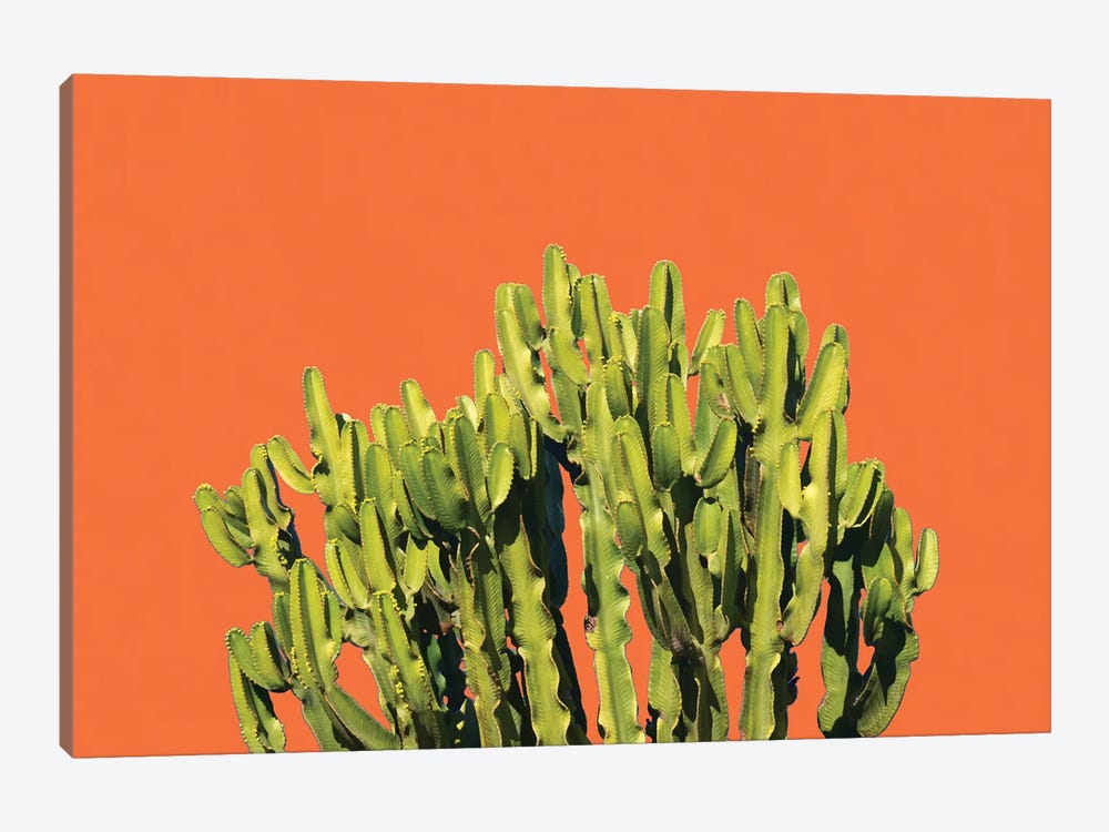 Bold Cactus by 83 Oranges 1-piece Canvas Art Print