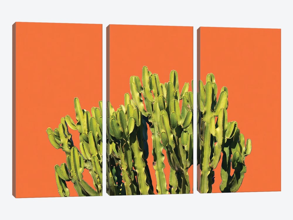 Bold Cactus by 83 Oranges 3-piece Art Print
