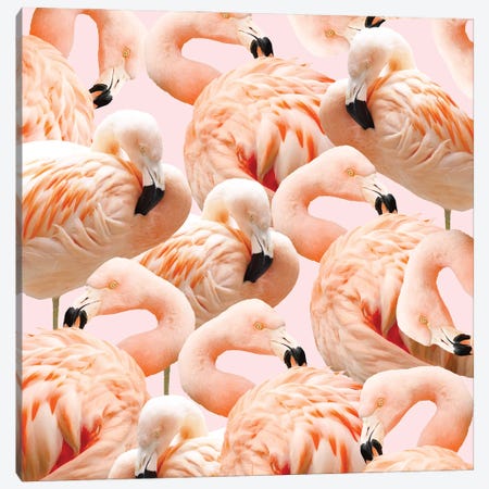 Flamingo Blush Canvas Print #UMA1089} by 83 Oranges Canvas Art Print