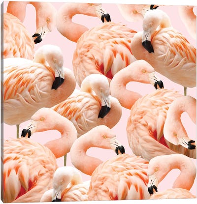 Flamingo Blush Canvas Art Print - Animal Patterns