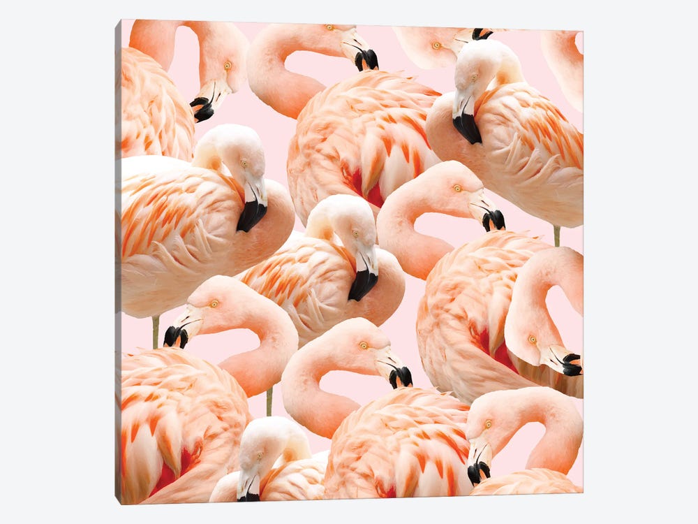 Flamingo Blush by 83 Oranges 1-piece Canvas Print