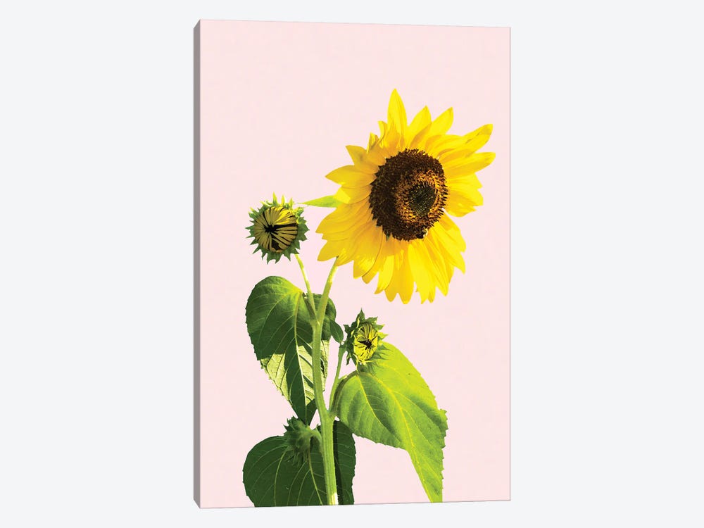 Sunflower II by 83 Oranges 1-piece Canvas Print