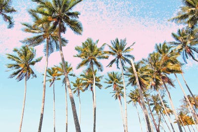 Coconut Palms by 83 Oranges framed canvas print