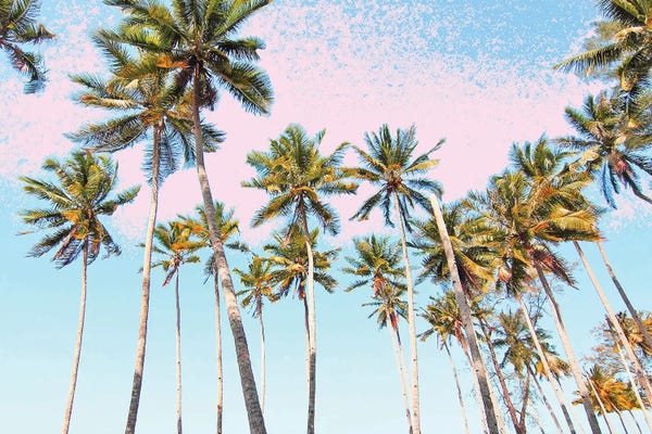 Coconut Palms