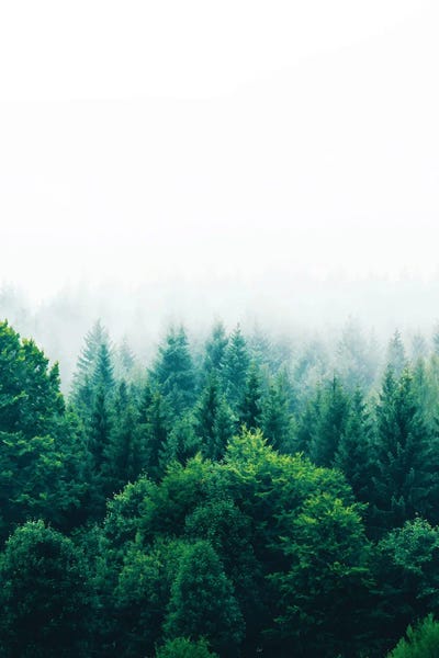 Pine Trees: Adventure by 83 Oranges