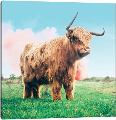 Highland Cow Canvas Art Print - Farm Art