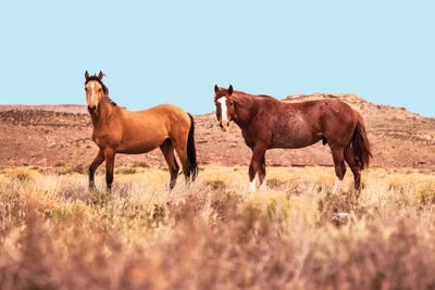 Horses by 83 Oranges framed canvas print