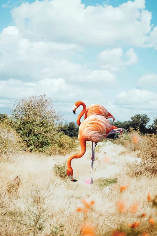 Flamingo Couple