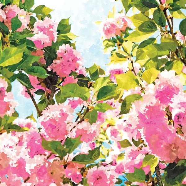 Day dreaming under the blooming Bougainvilla