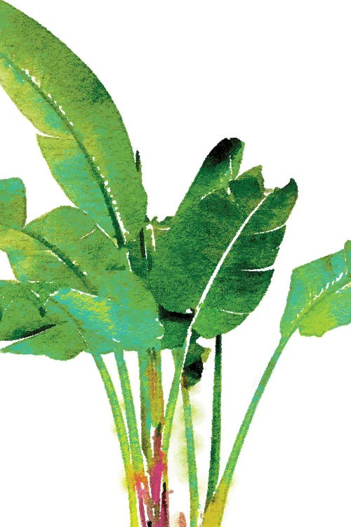 Tropical Banana Leaves Watercolor