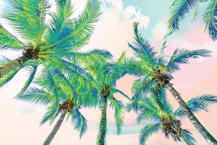 Dreamy Palms